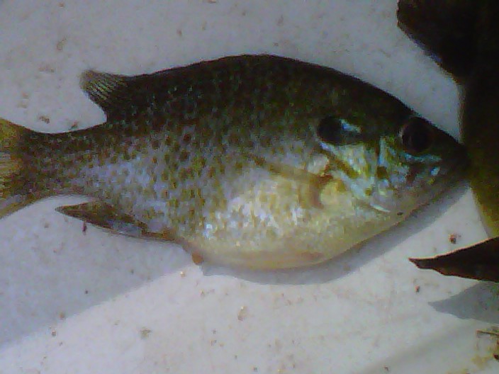 Attached picture Other fish 1.jpg